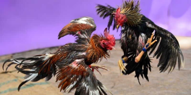 j88 con nổ hũ tiếng anh là gì