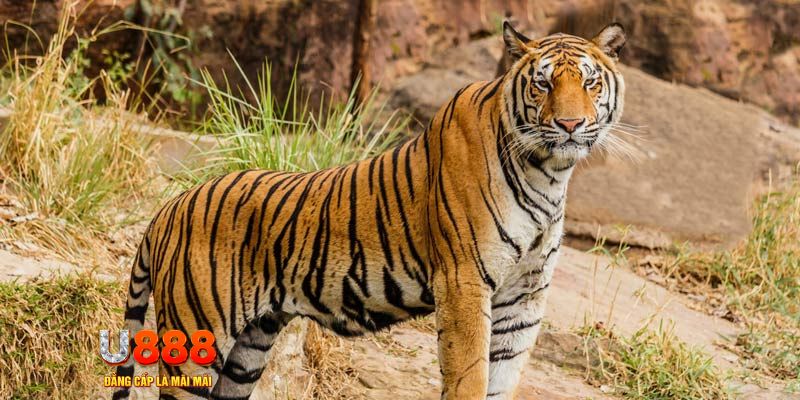 j88 con ban ca vip online