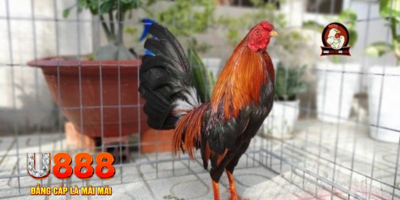 j88 con tải nổ hũ trên máy tính