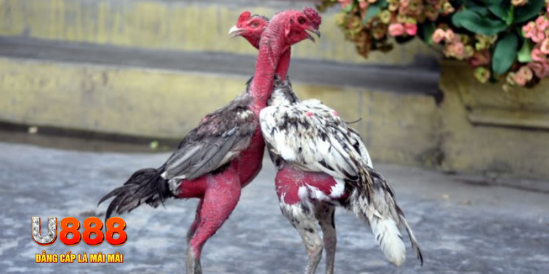 j88 con bàn cầu điểm số tay trước trong baccarat là gì