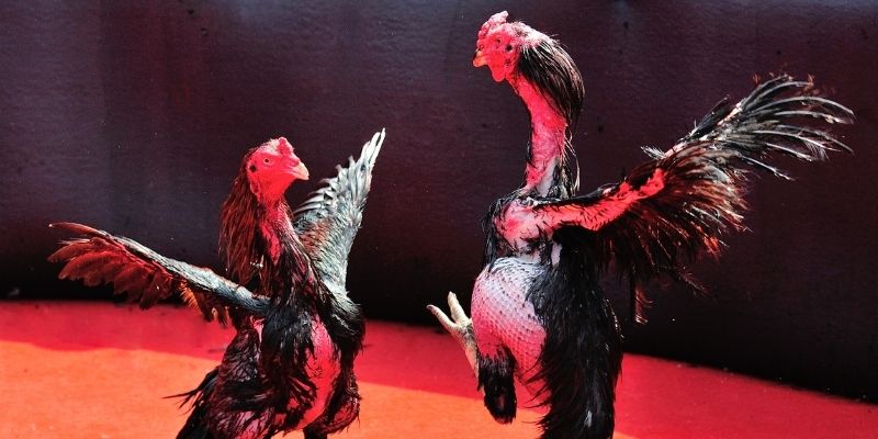 j88 con Spribe Điện Tử